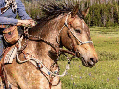 Heart Six Ranch Jackson Hole: Bridger-Teton National Forest Horseback Ride